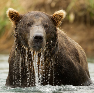 Brown Bear Fishing for Salmon